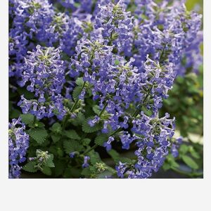 Котовник 0,4 гр