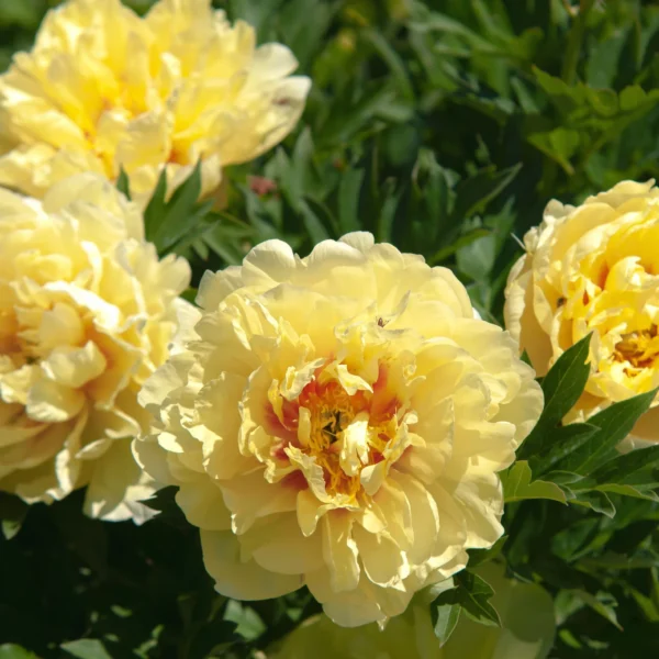 Paeonia intersectional ITOH hybrid Garden Treasure