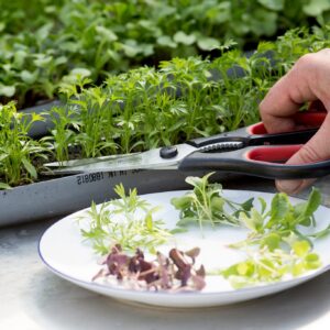 Семена для проращивания микрозелени