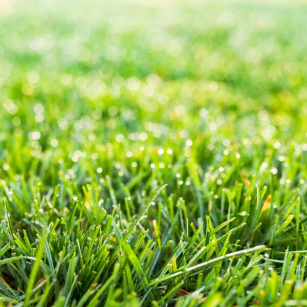 Семена травы