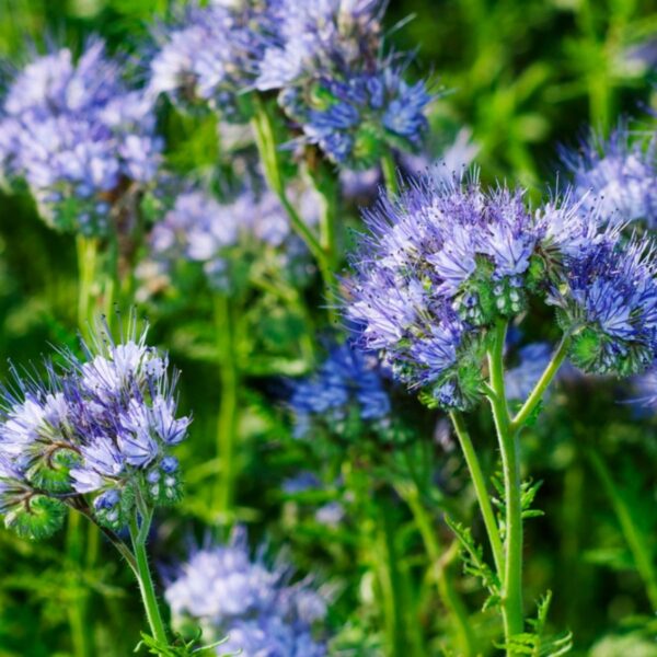 Сидераты и медоносы