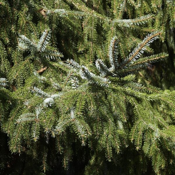Picea omorika