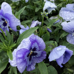 Однолетние цветы