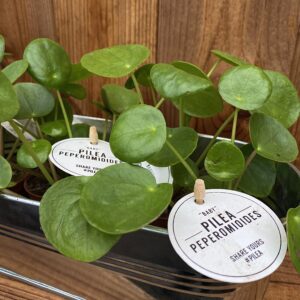 Pilea peperomioides