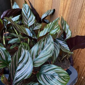 Calathea ornata