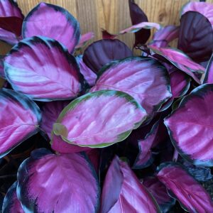 Calathea Mysty Red