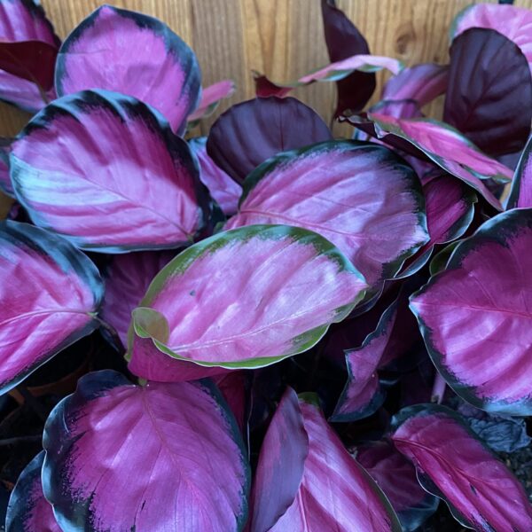 Calathea Mysty Red