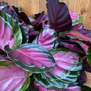 Calathea Roseopicta Crimson
