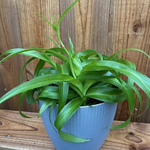 Chlorophytum comosum Green Bonnie