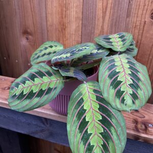 Maranta fascinator Tricolor