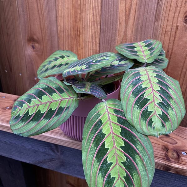 Maranta fascinator Tricolor
