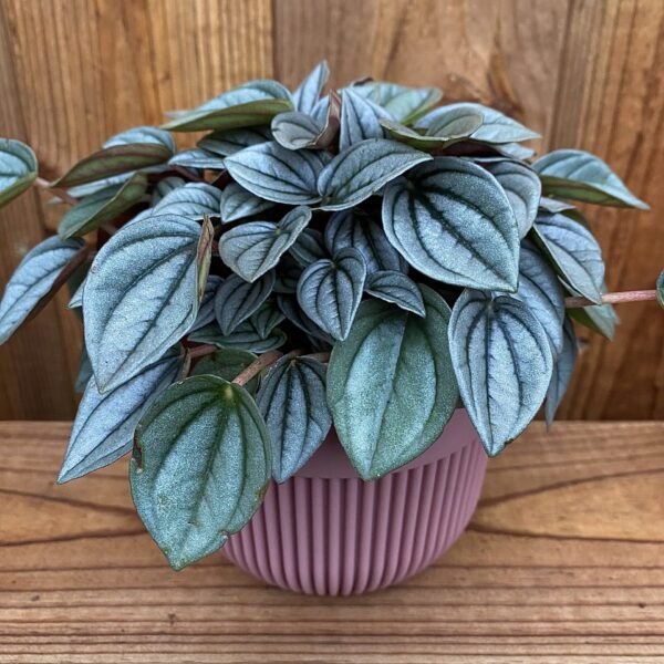Peperomia Napoly Night