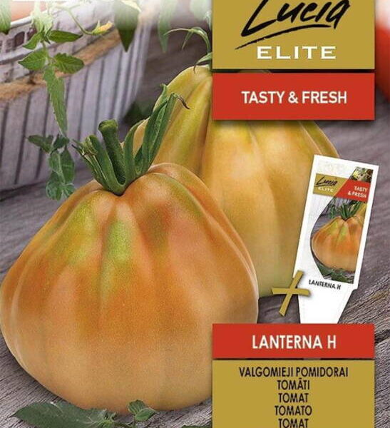 Lanterna 10 семян