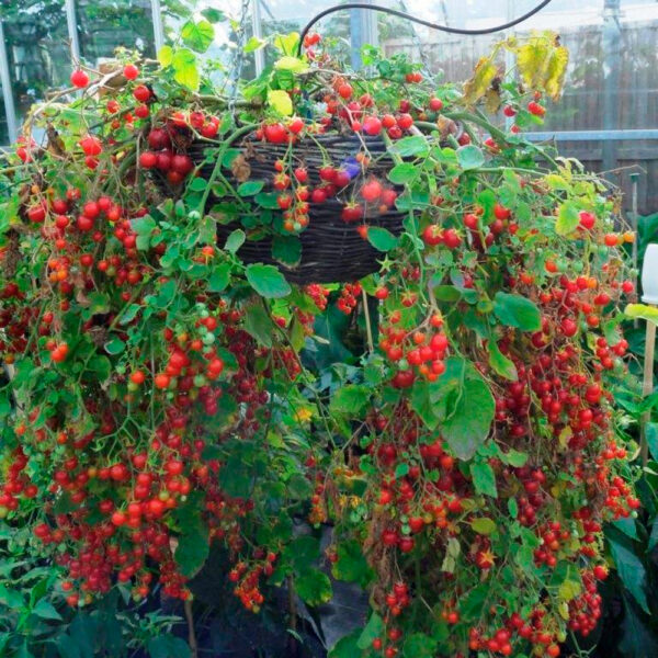 Cherry Cascade 0,1 г