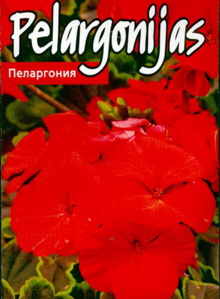 Пеларгония зональная "Black Velvet Scarlet" F1