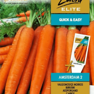 Amsterdam 2 на ленте 4 метра = 300-350 корнеплодов