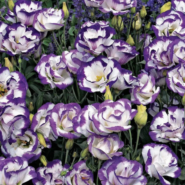 Эустома или лизиантус Carmen Blue Rim F1 5 семян