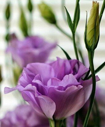 Эустома или лизиантус Carmen Lilac F1 5 семян