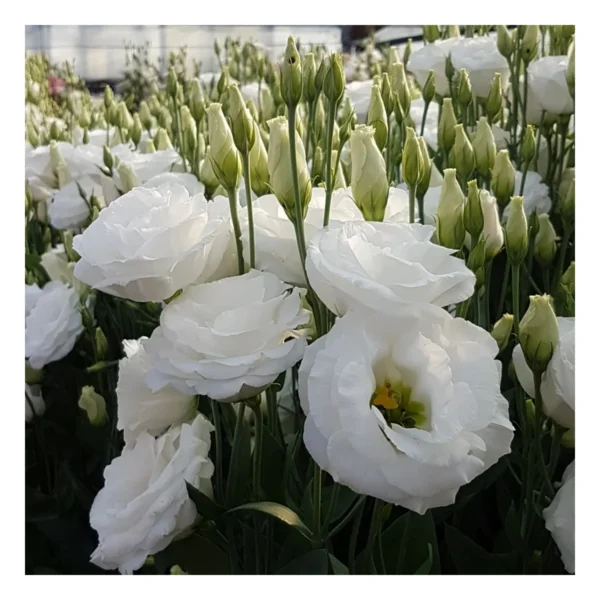 Эустома или лизиантус Carmen Ivory F1 5 семян