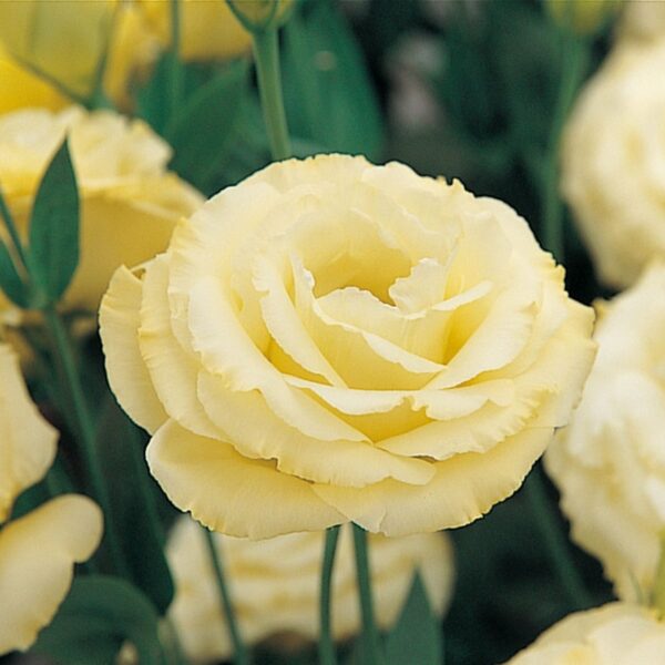 Эустома или лизиантус Arena 3 Gold F1 5 семян