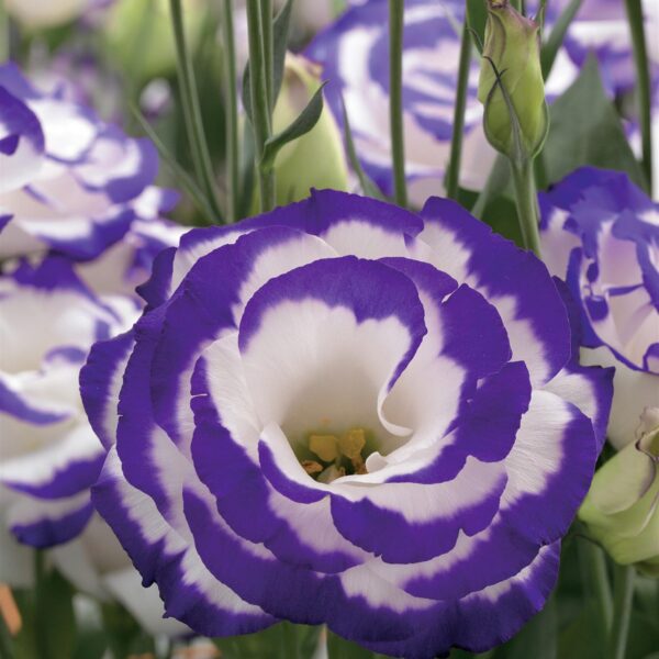 Эустома или лизиантус Arena 2 Purple Picotee F1 5 семян