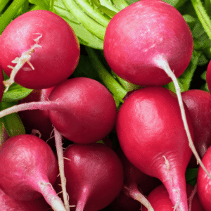 Редиска