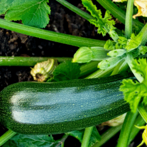 Кабачок-цуккини