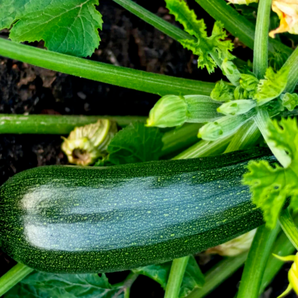 Кабачок-цуккини и патиссоны