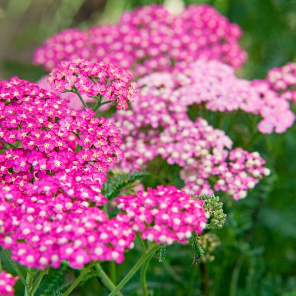 Тысячелистник обыкновенный или Поре́зная трава Summer Berries 50 семян