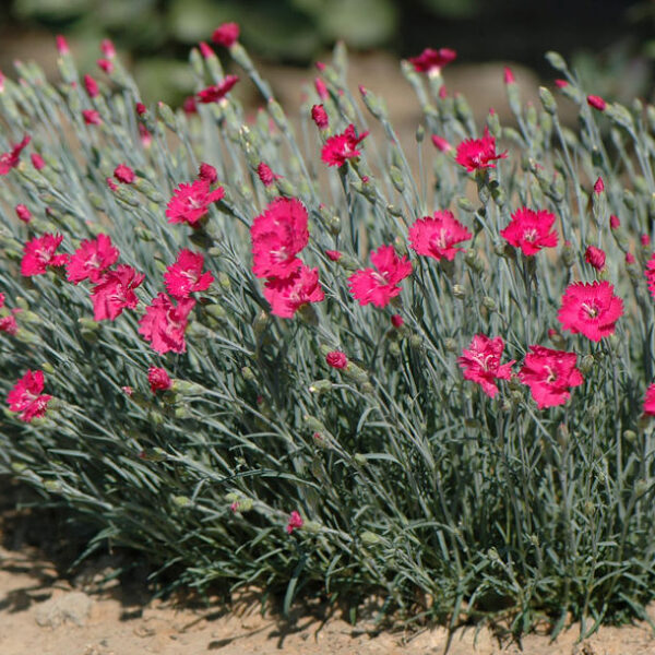 Гвоздика травянка ´Flashing Light´ 0,3 g