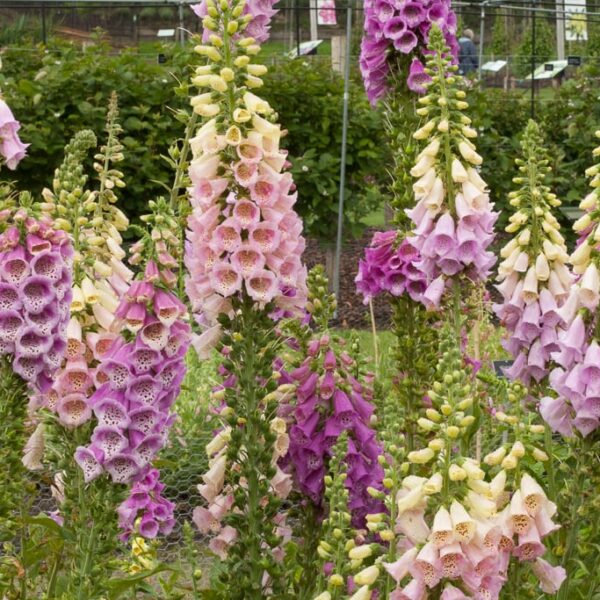 Наперстянка пурпурная Foxy 0,2 g