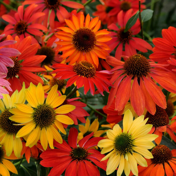 Пурпурная эхинацея Cheyenne Spirit 10 семян