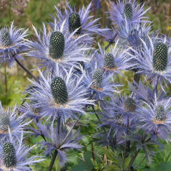 Синеголовник альпийский 20 семян