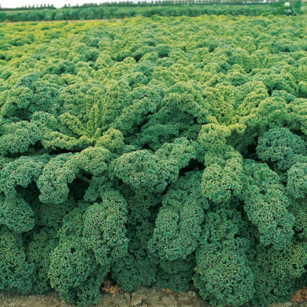 Kале Tintoreto 1 g