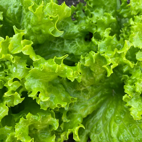 Салат Grand Rapids 2g