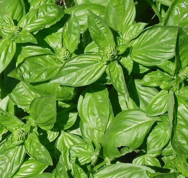 Базилик Genovese 1 г