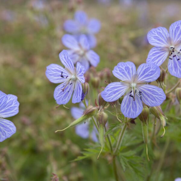 Герань или жураве́льник луговой 20 семян