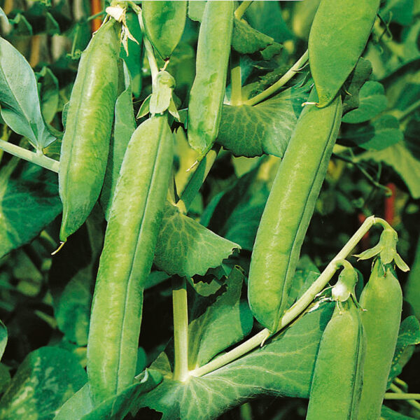 Utrillo F1 60 семян