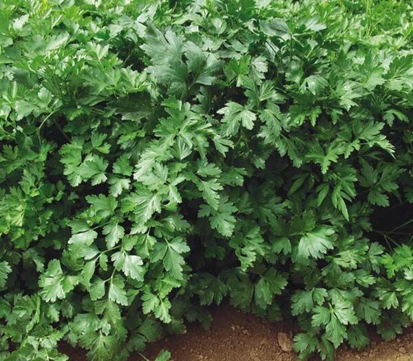 Листовая петрушка 1,5 г