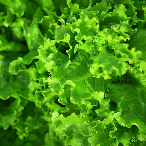 Салат Bionda a Foglia Riccia 2 g