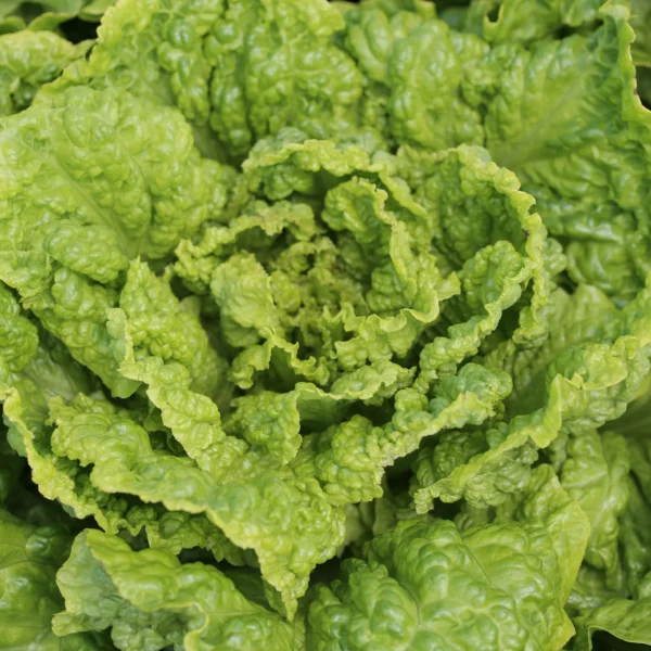 Салат Blonde de Paris 1 g