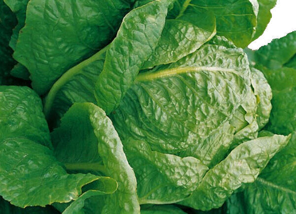 Салат Galander 1 g