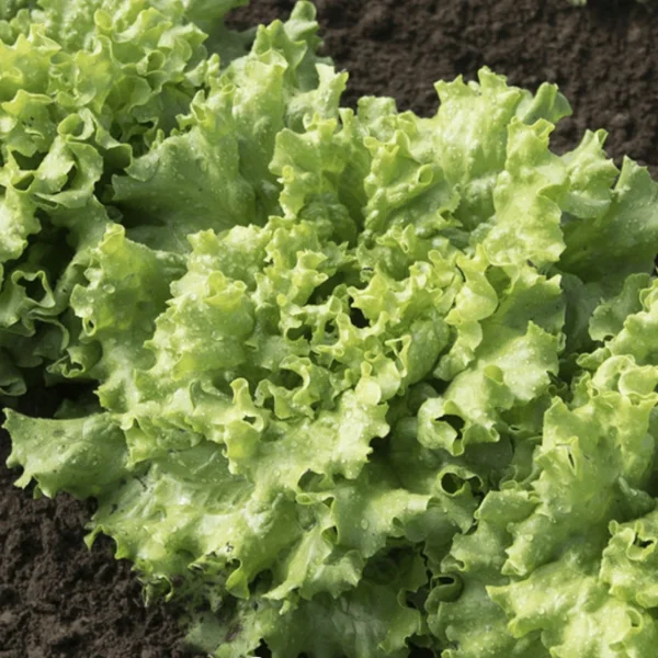 Салат Grunetta 1,5 g