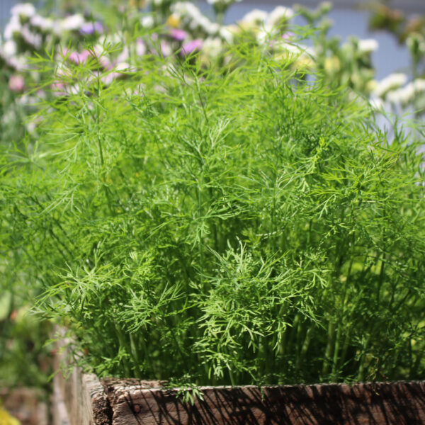 Кустовой укроп Compact 2 г