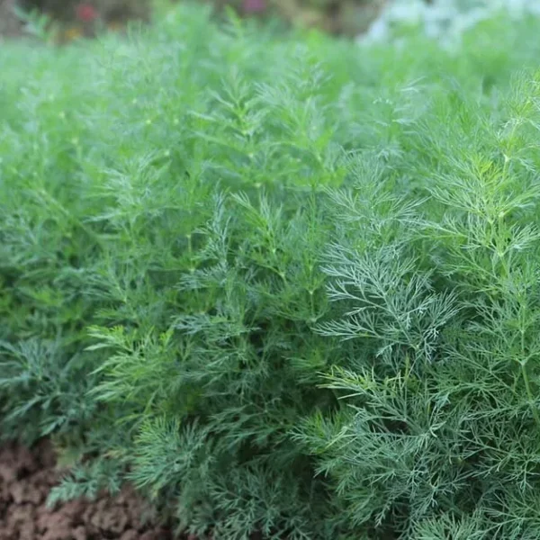 Кустовой укроп Moravan 4 г