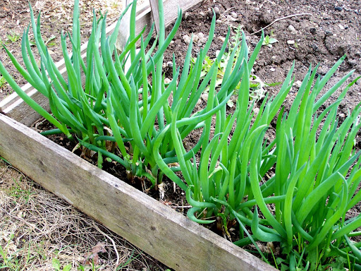 Лук батун Parade 0,2 г