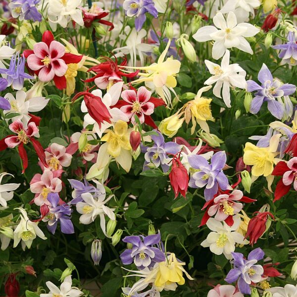 Водосбор обыкновенный или Аквилегия или Орлик 0,3 g