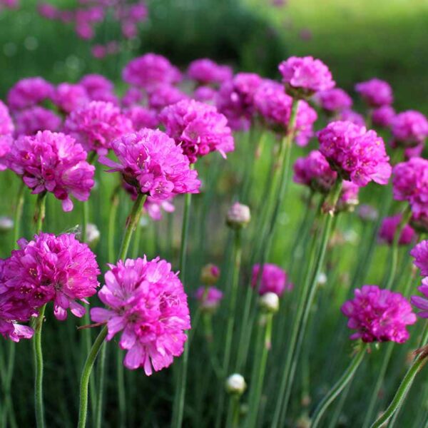 Армерия приморская 0,3 г