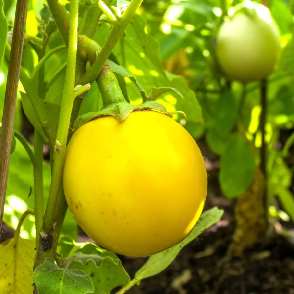 Баклажан Golden Eggs 0,1 г