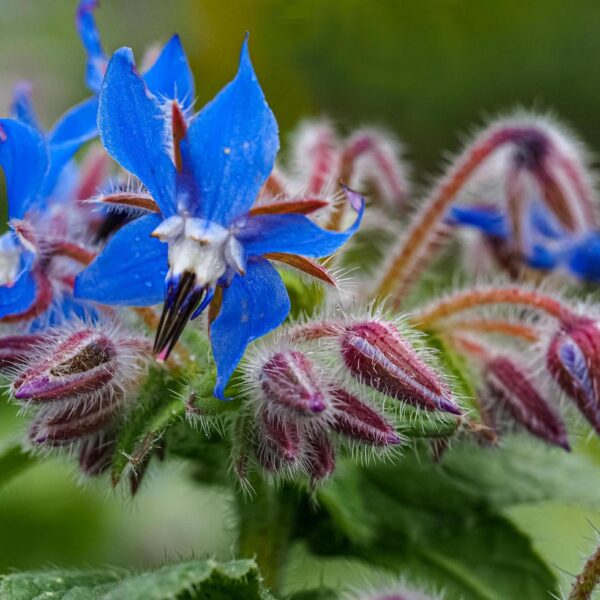 Бораго лекарственное 1 g Baltic Agro